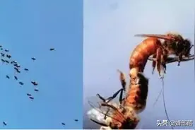 蜜蜂交配区域每天有大量雄蜂集结，空中真的存在这样的区域吗？图片