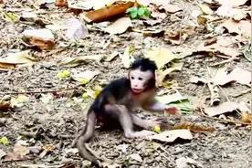 小猴才出生不到一个星期，竟然会走路了视频封面