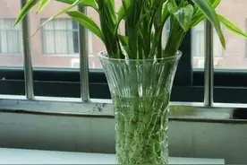 富贵竹四季常绿，这几个知识点要知道，学一学图片