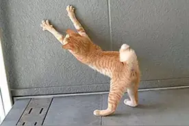 猫咪经常抓破沙发？教你一招，既拯救沙发，又不伤猫咪，两全其美图片