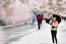 春风化雨时，雨中赏樱更“带感”图片