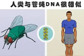 为何苍蝇会搓腿？盘点8个与苍蝇有关的奇怪知识图片