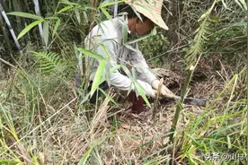 农村大叔上山搞野味，太多了后悔带的袋子太小了，收获满满的回家图片