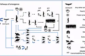 世卫报告：华南海鲜市场在疫情起源中的作用目前尚无确切结论图片