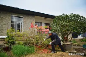 74岁大爷住瓦屋40年，室内装饰典雅，看他为啥天天剪乱花木图片