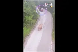当大货车遇到亚洲象，画面简直不要太搞笑图片