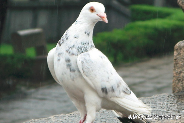 һ塢áӲĽʶ뷽