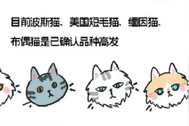 杭州哪个宠物医院好-虹泰提醒您关注猫咪心脏问题图片