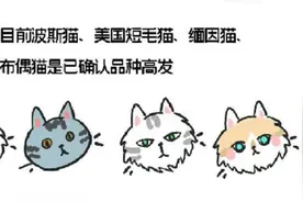 杭州哪个宠物医院好-虹泰提醒您关注猫咪心脏问题图片