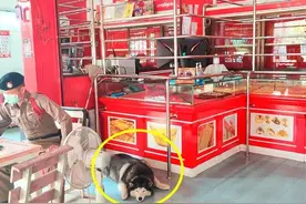“抢匪”持枪打劫 店主家狗子门口躺平无动于衷：“这人我认识”图片