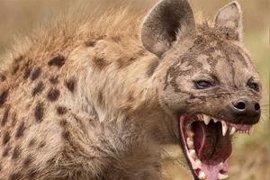 有史以来最大的“狗”，重达800斤，到底多凶狠?图