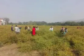 文化和自然遗产日，看巩义市小相菊花制作技艺图片