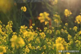 点评3张照片，确定“主次”很重要图片