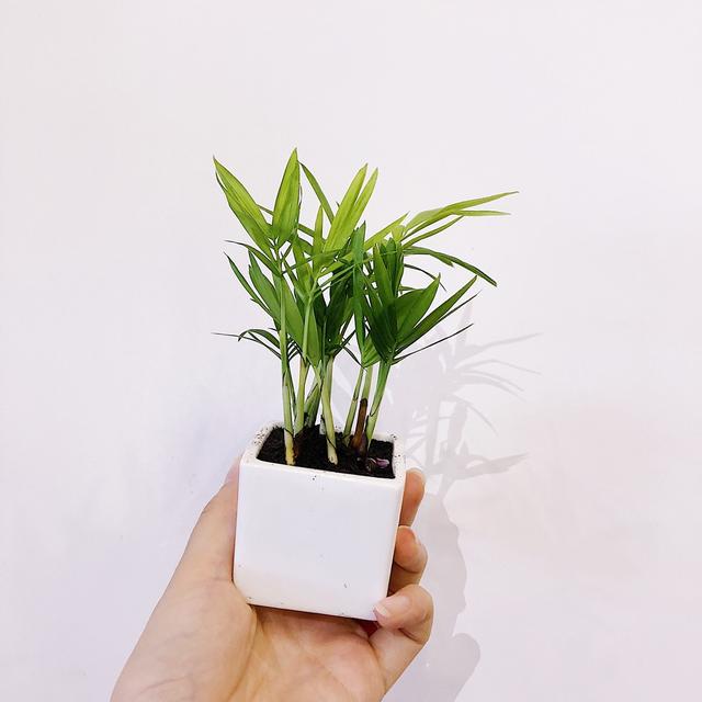 袖珍椰子长高了怎么办