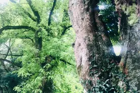 江西人为何这样喜欢樟树，原来是这样图片