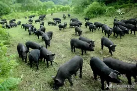 国际机构预言：下一场流行病，可能正在动物养殖场中酝酿图片