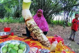 你见过"开挂"芋头吗？印度人竟然种出100多斤芋头，一顿能吃几个图片