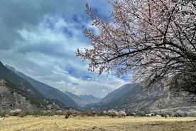 摄影人川藏自驾：林芝最好桃花在哪儿？收门票的索松村是桃花源吗图片
