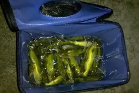 树叶黄，嘎牙香，约童年伙伴一起钓黄颡，收获颇丰图片