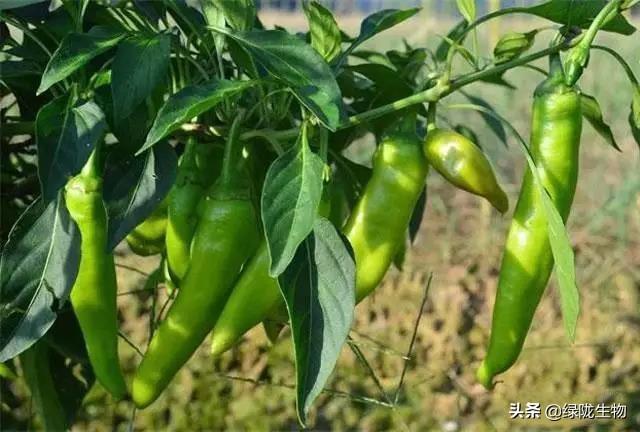 娴疯椈鑲ユ槸涓粈涔堣偉锛熸捣钘昏偉瀵瑰啘涓氱妞嶆湁鍝簺濂藉锛? onerror=