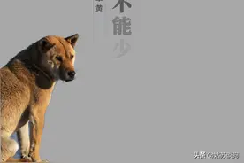 中国土狗，一个都不能少图片