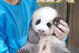 小灰灰变成小肥肥，一代战神成长记图片