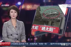 大蛇“晒太阳”！大蟒蛇惊现清远村民屋顶 众人合力处置图片