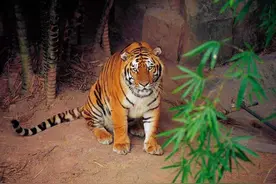 从6只到184只，华南虎保护了那么多年，为何数量依旧稀少？图片