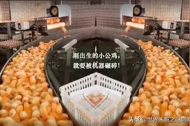 心疼！70亿只活生生的小鸡，刚出生就要面对悲惨的命运图片