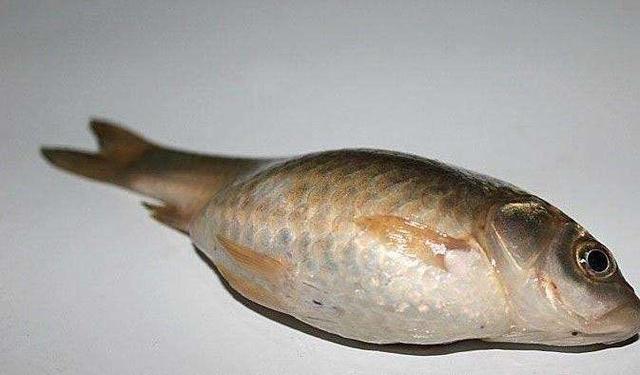 鱼鳞下面的寄生虫鱼可以吃吗