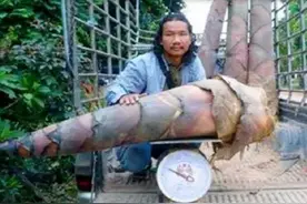 世界上最大的竹笋，一颗就是一百斤，会好吃吗？图片