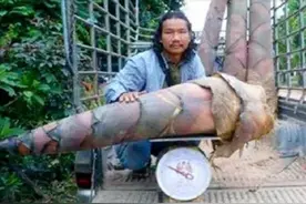 世界上最大的竹笋，一颗就是一百斤，会好吃吗？图片
