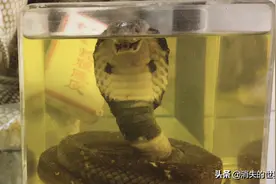 泡了12个月的蛇酒，开瓶后窜出咬死人，为何泡这么久蛇都不死？图片