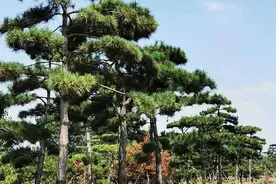 9月1日施行！《土地管理法实施条例》给苗木人什么提示？图片