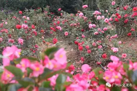 2021从化玫瑰艺术文化节开幕！快来赴一场浪漫的“玫瑰之约”！图片