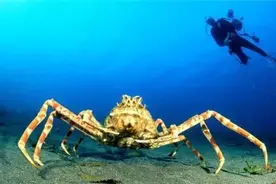 地球上最大的螃蟹，鲨鱼都是它的口粮图片