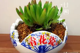 7种“废料”做花盆，不花一分钱，花盆用不完，比买的还精致图片