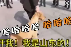 乱入山东医疗队合影的金毛犬，又有新故事了！网友这样评价山东人！图片
