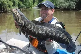 鱼塘里横扫一切的黑鱼，连食人鱼都不怕，它们的天敌是什么鱼？图片