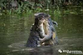 新加坡的巨型蜥蜴先猛后萌，吃饱饱再抱抱图片