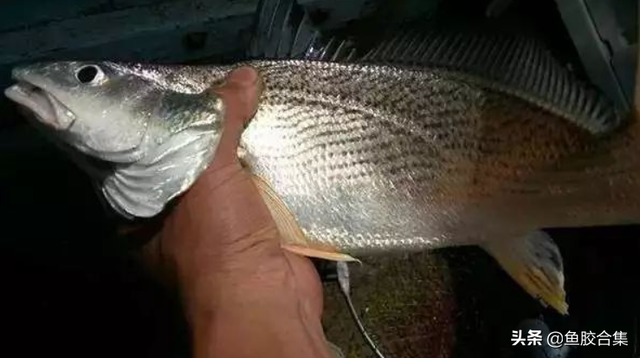 花胶 白色 2026年花胶白色一洗就变黄最简单处理