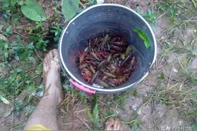四月份好不好钓龙虾？野钓客告诉你图片