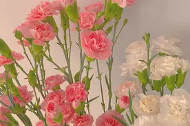 遇到了自己的真爱，狮子座会有什么样的反应呢？图片