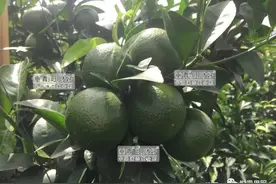 什么时候喷花芽分化药剂好？有什么禁忌？图片