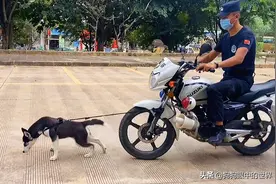 拒做警犬，拆掉岗亭，网红二哈的一生，终结于主人的粗心大意图片