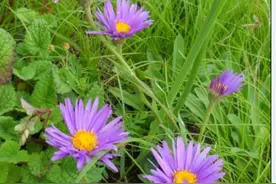 读余秀华的小诗《刚好》图片