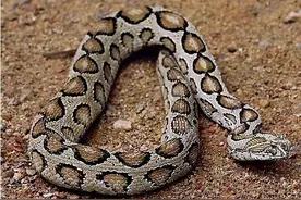 亚洲冠军杀人蛇，外号“肾亏蛇”的圆斑蝰，其实并不会让人肾亏图片