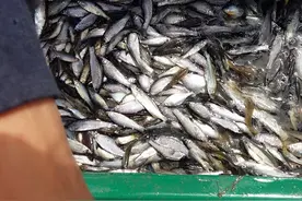 东北小鱼是物种入侵的元凶？占领欧洲32国，几乎没有解决办法图片