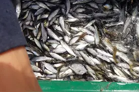 东北小鱼是物种入侵的元凶？占领欧洲32国，几乎没有解决办法图片