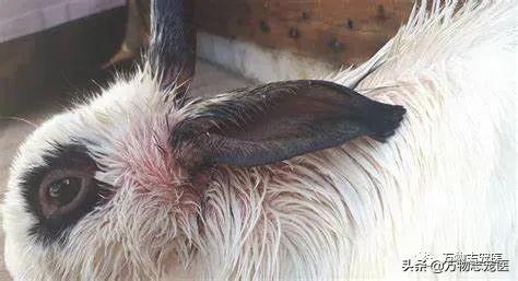 十只兔子死亡照片真实画面 - 冷思维